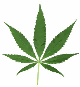 cannabis, leaf, pot